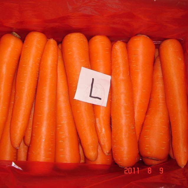 New Crop Carrot