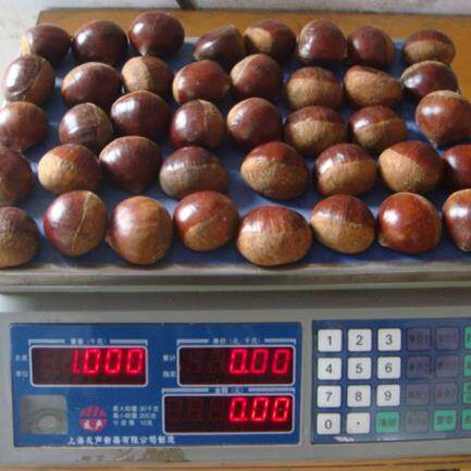 New Crop Chestnut
