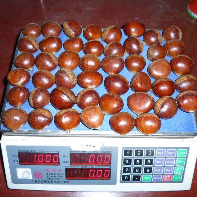 New Crop Chestnut