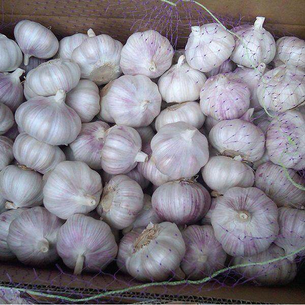 New Crop Fresh Garlic
