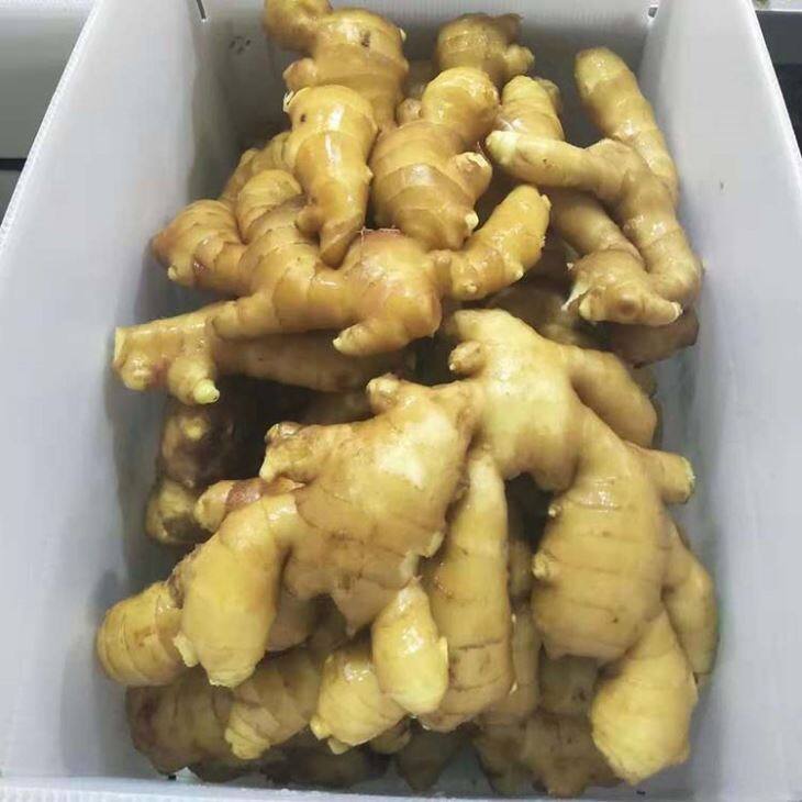 New Crop Fresh Ginger