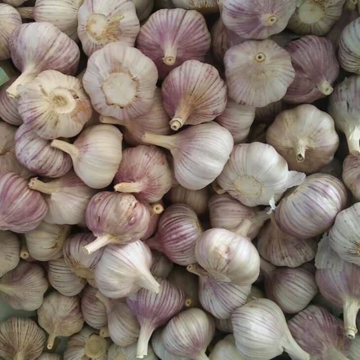 New Crop Normal White Garlic