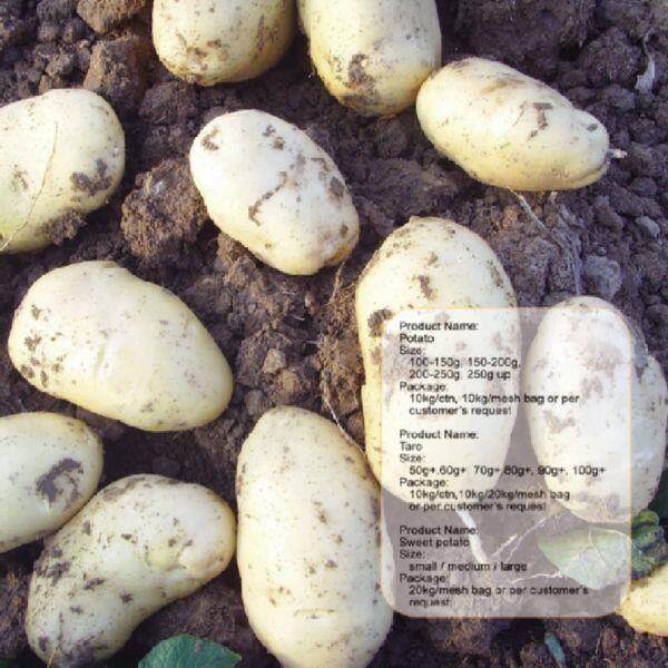 New Crop Potato