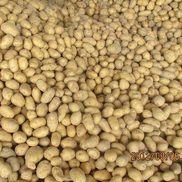 New Crop Potato