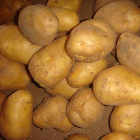 New Crop Potato