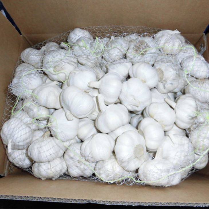 New Crop Pure White Garlic