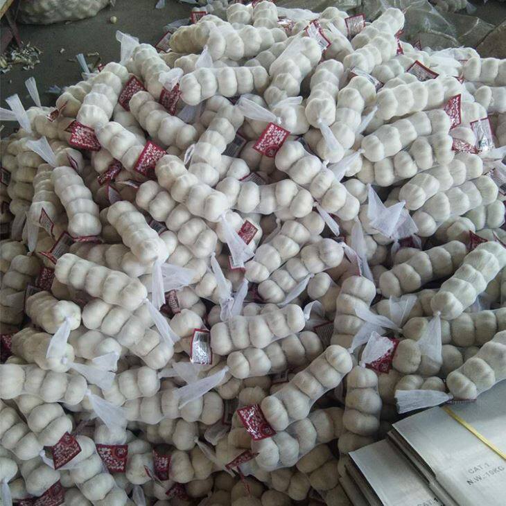 New Crop Pure White Garlic