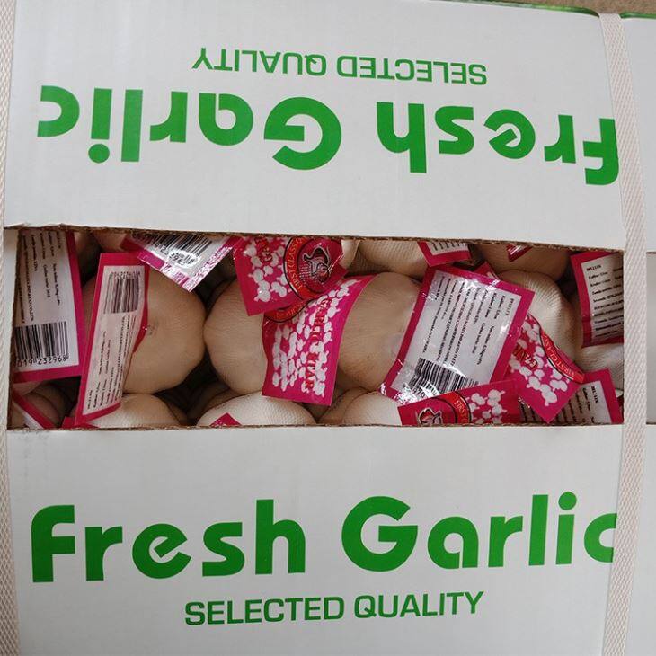 New Season Fresh Garlic