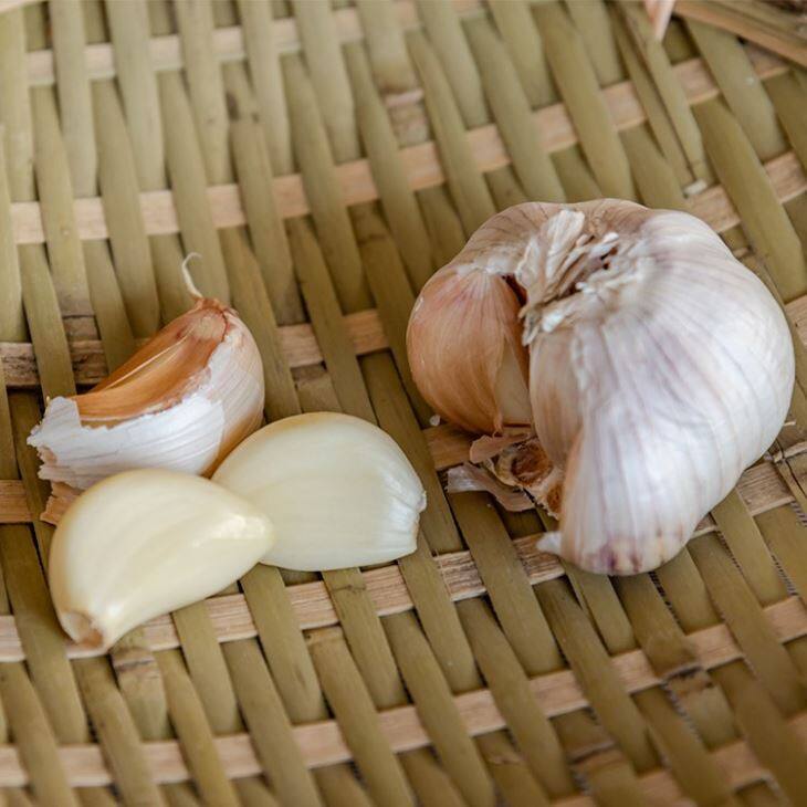 New Season Fresh Garlic
