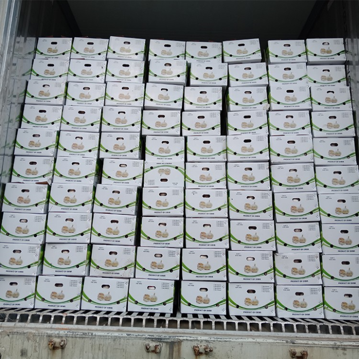 New Season Fresh White Garlic