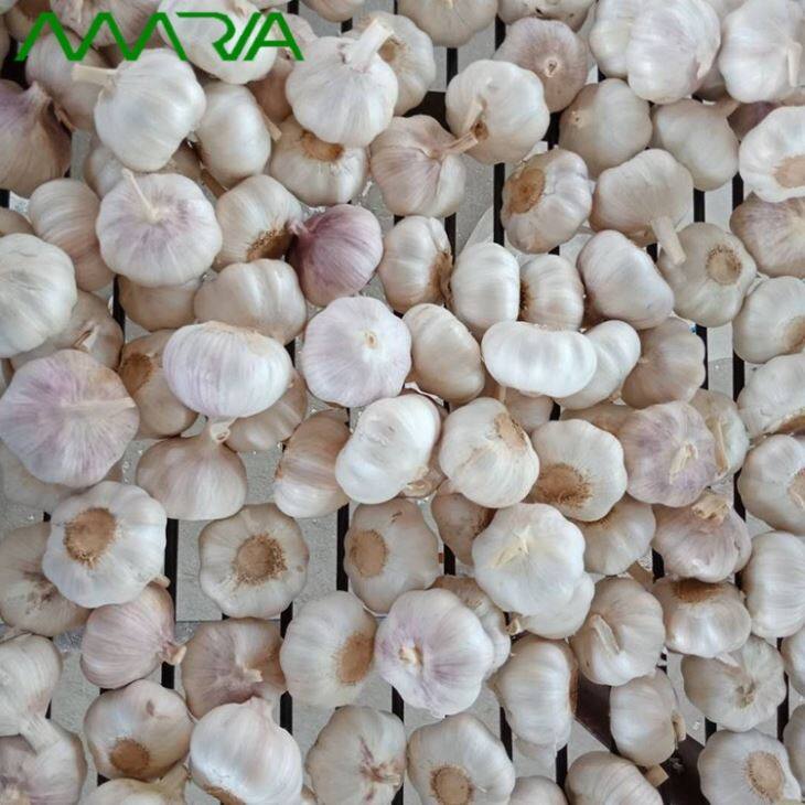 New Season Garlic