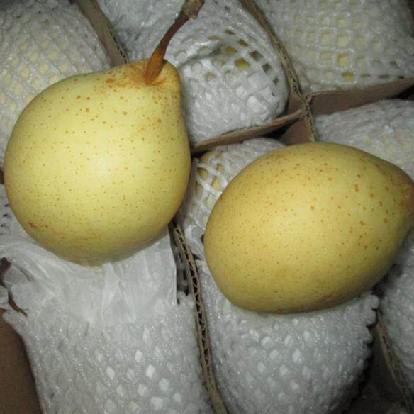 ใหม่ยาลูกแพร์