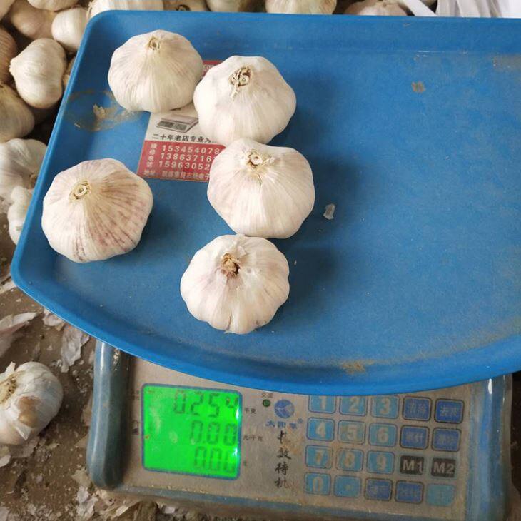 Normal White Garlic Small Package