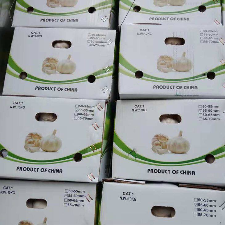 Pure White Garlic In Carton