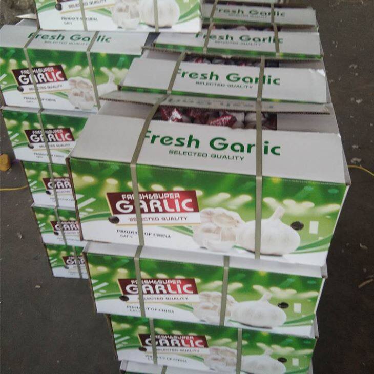 Pure White Garlic In Carton