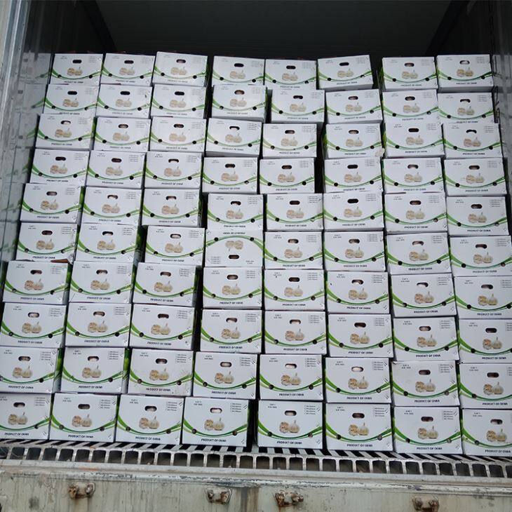 Pure White Garlic In Carton