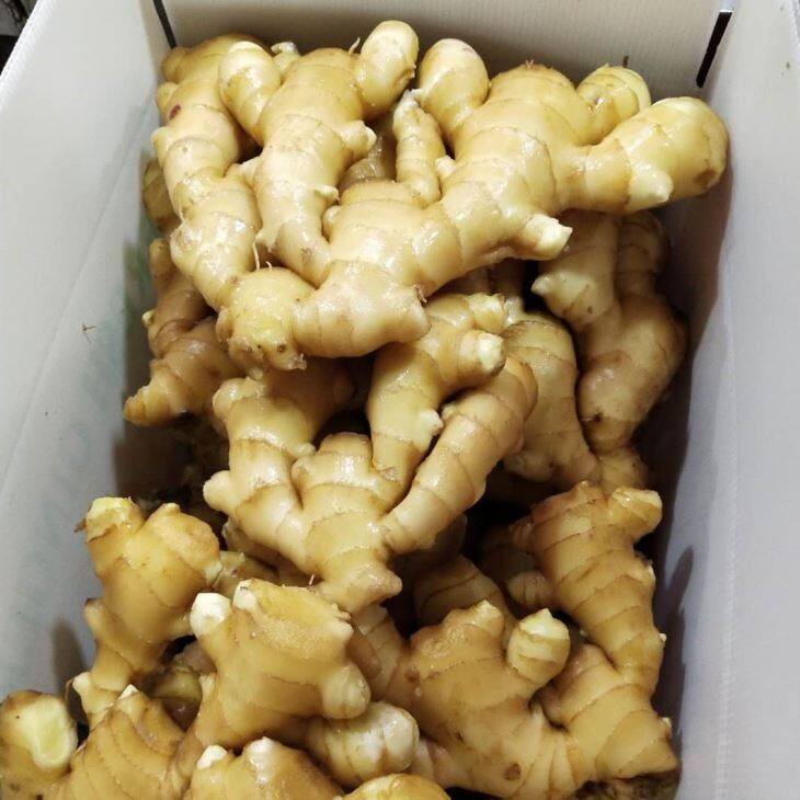 PVC Box Fresh Ginger