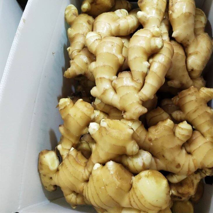 PVC Box Fresh Ginger