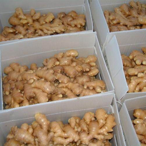 PVC Box Fresh Ginger