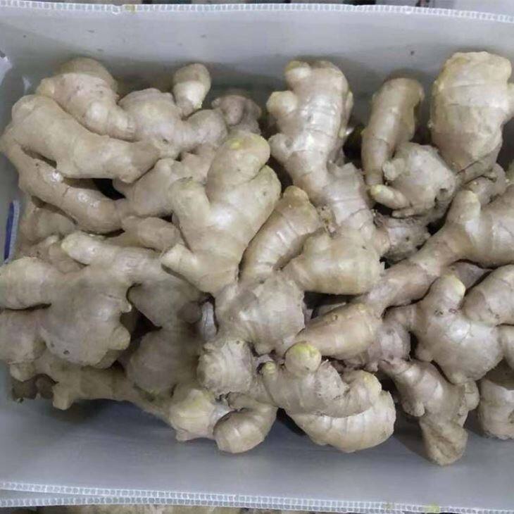 PVC Box Fresh Ginger