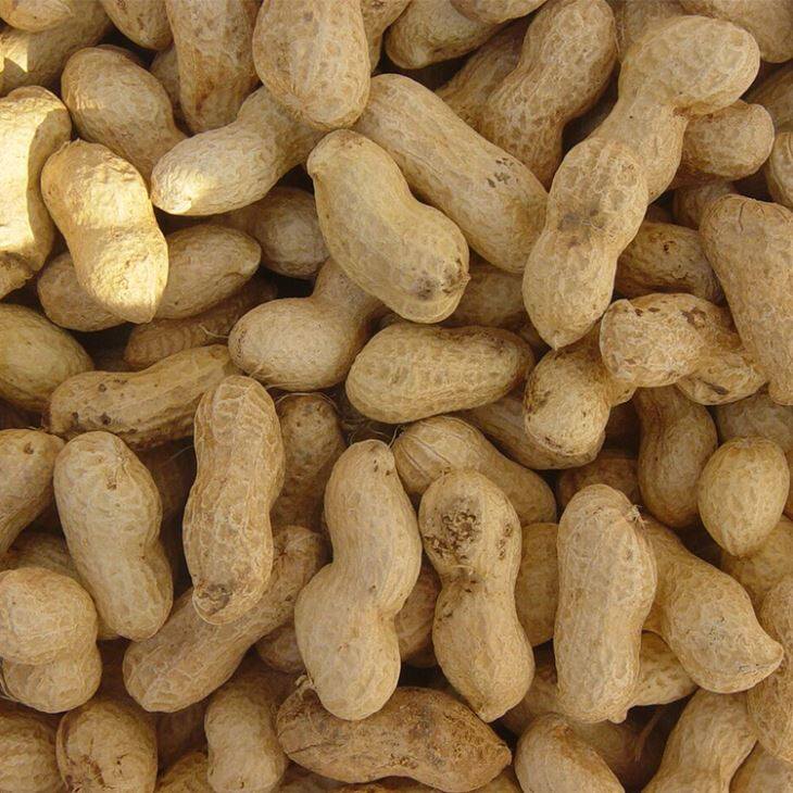Peanuts rostits a Shell