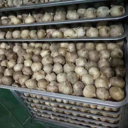 Černá česnek pro zdravotní péči