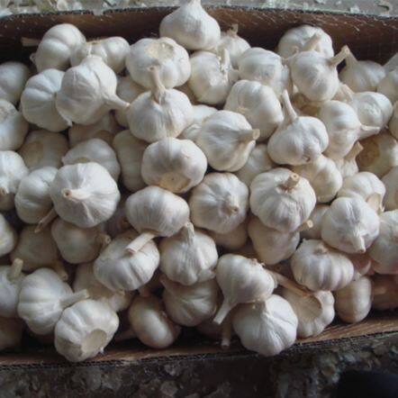 Kartón balený cesnak