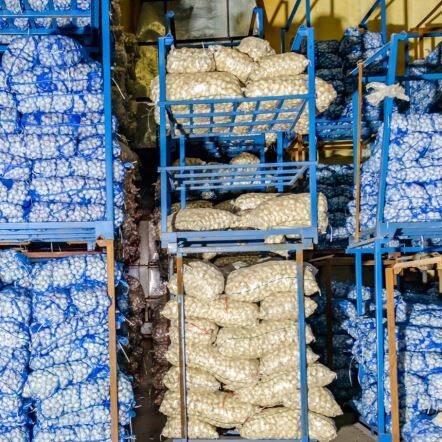 Cold Store Purple Garlic