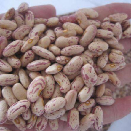 کیک کوچک تیره قرمز