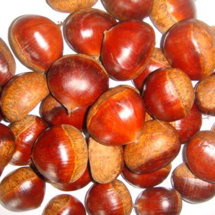 Frisk kinesisk kastanje