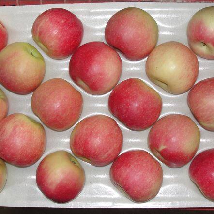 Свежа Гала Ябълка