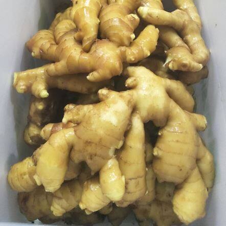 Φρέσκα προμηθευτές τζίντζερ