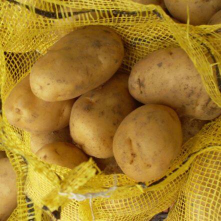 Frische Holland-Kartoffel