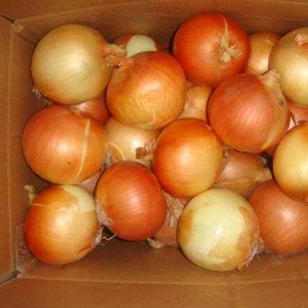 หัวหอมสีเหลืองสด