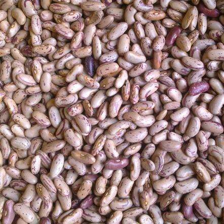 Frijol blanco japonés