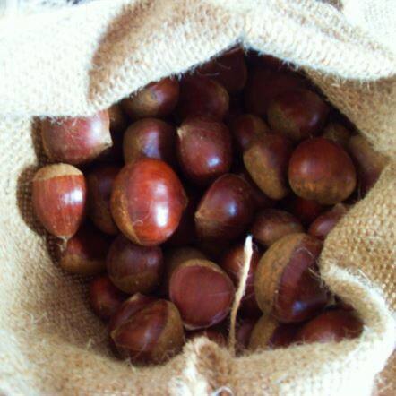 New Crop Chestnut