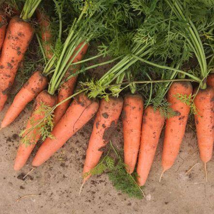 Neue Erntekarotte