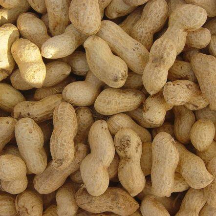 Печени фъстъци в Shell