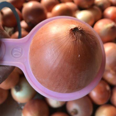 البصل الأصفر