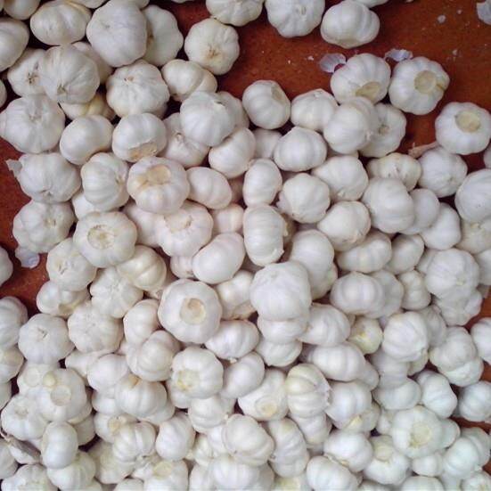 White Garlic 2019