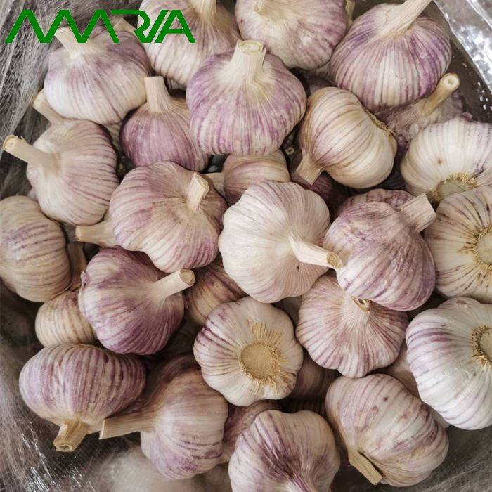 new crop purpel garlic