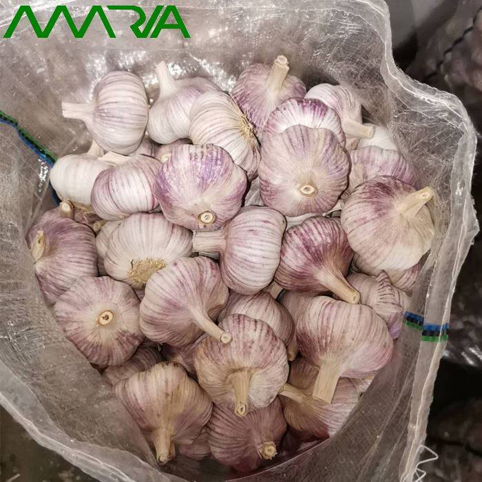 New harvest garlic
