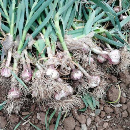 2021 Пресен чесън