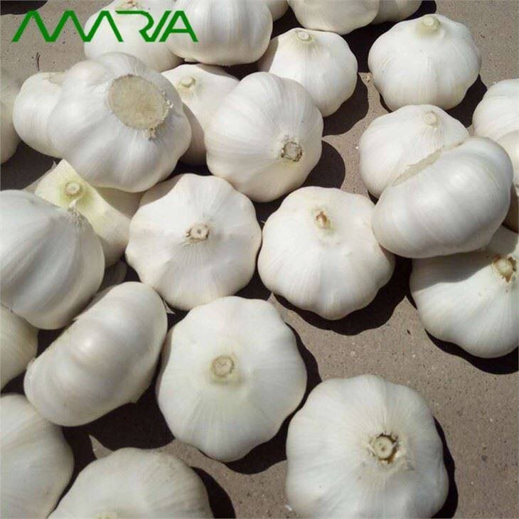 China 2021 New Crop Garlic