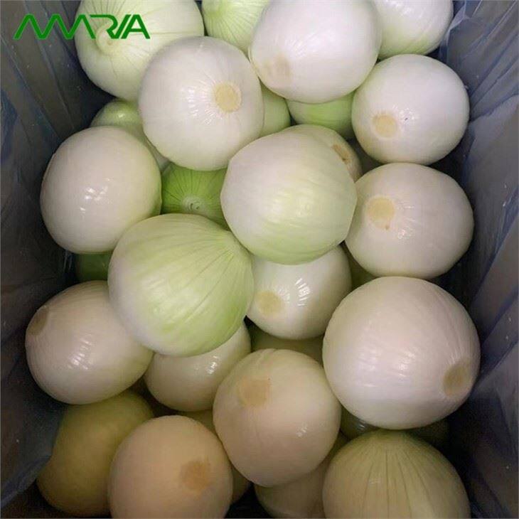 Fresh Peeled Onion