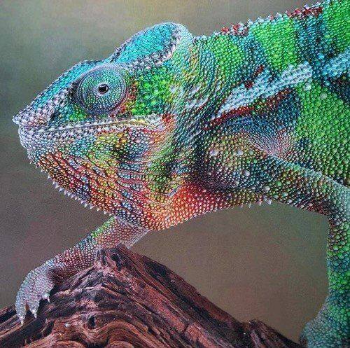 Scodix Digital Braille Cards