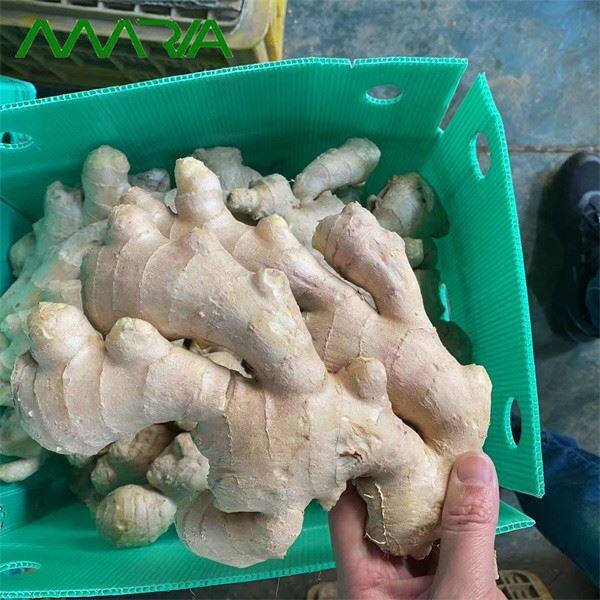 Ginger 2022 New Crop