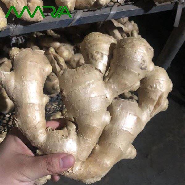 Ginger 2022 New Crop