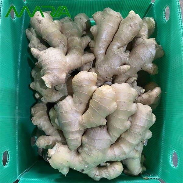 Ginger 2022 New Crop