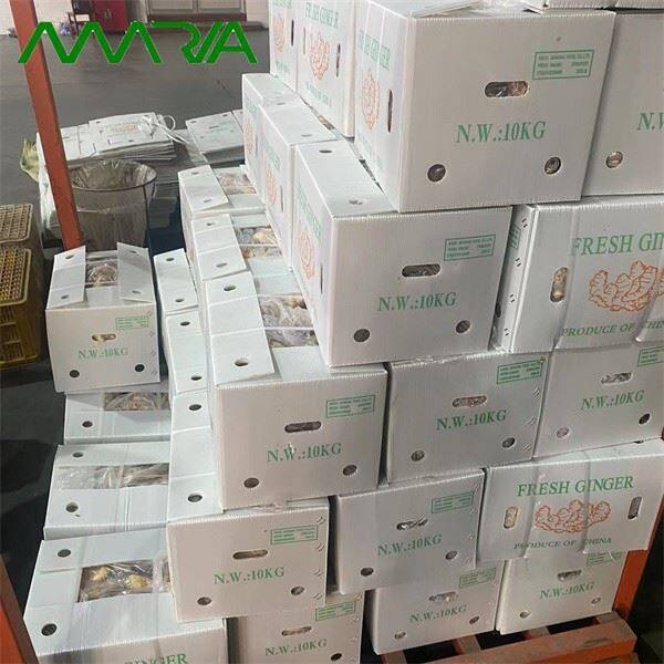 Ginger 2022 New Crop